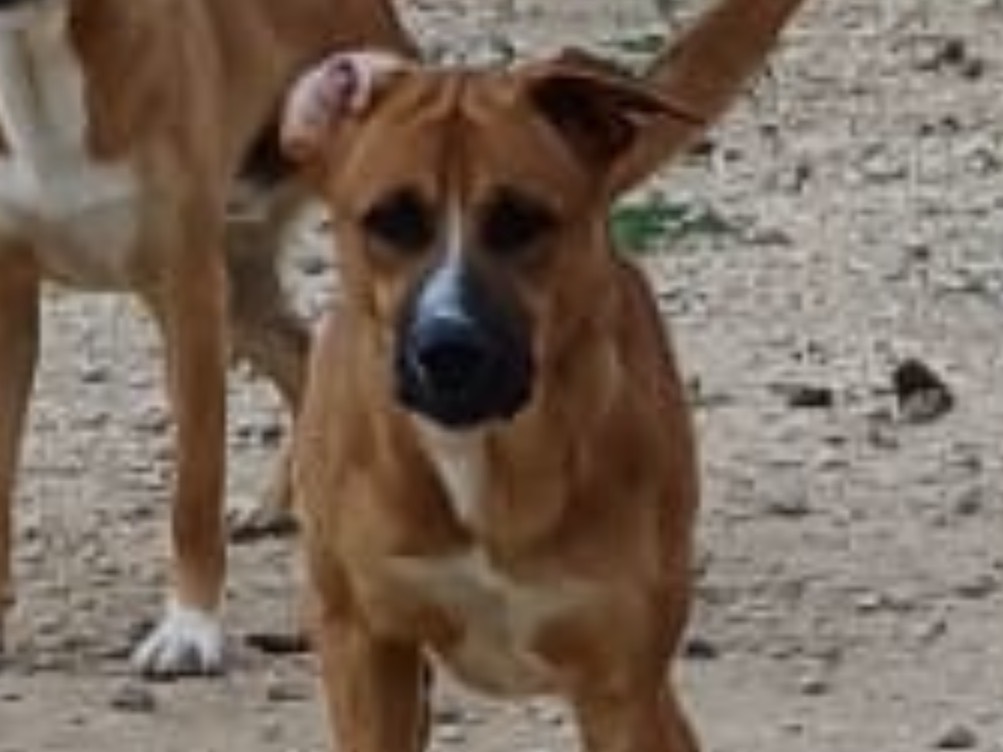 Adotta un cane, maschio, 10 mesi, Brescia
