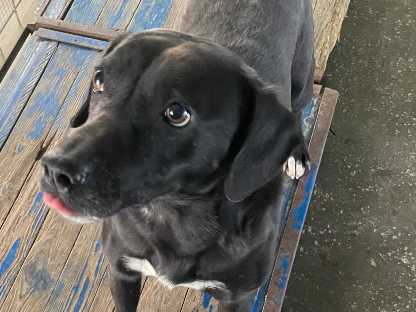 Adotta un cane, maschio, 7 anni  e 10 mesi , Brescia