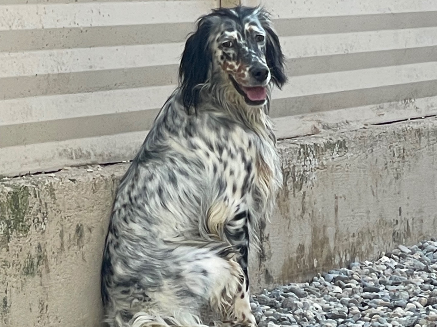 Adozione cane, maschio, Setter Inglese Razza sconosciuta, 2 anni  e 10 mesi , taglia media, Brescia