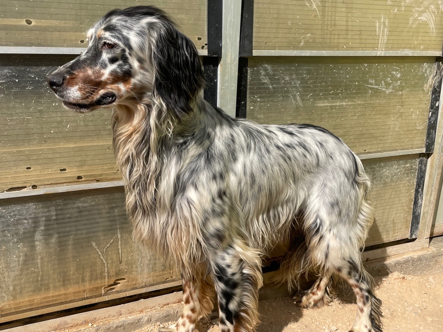 Adotta un cane, maschio, 2 anni  e 10 mesi , Brescia