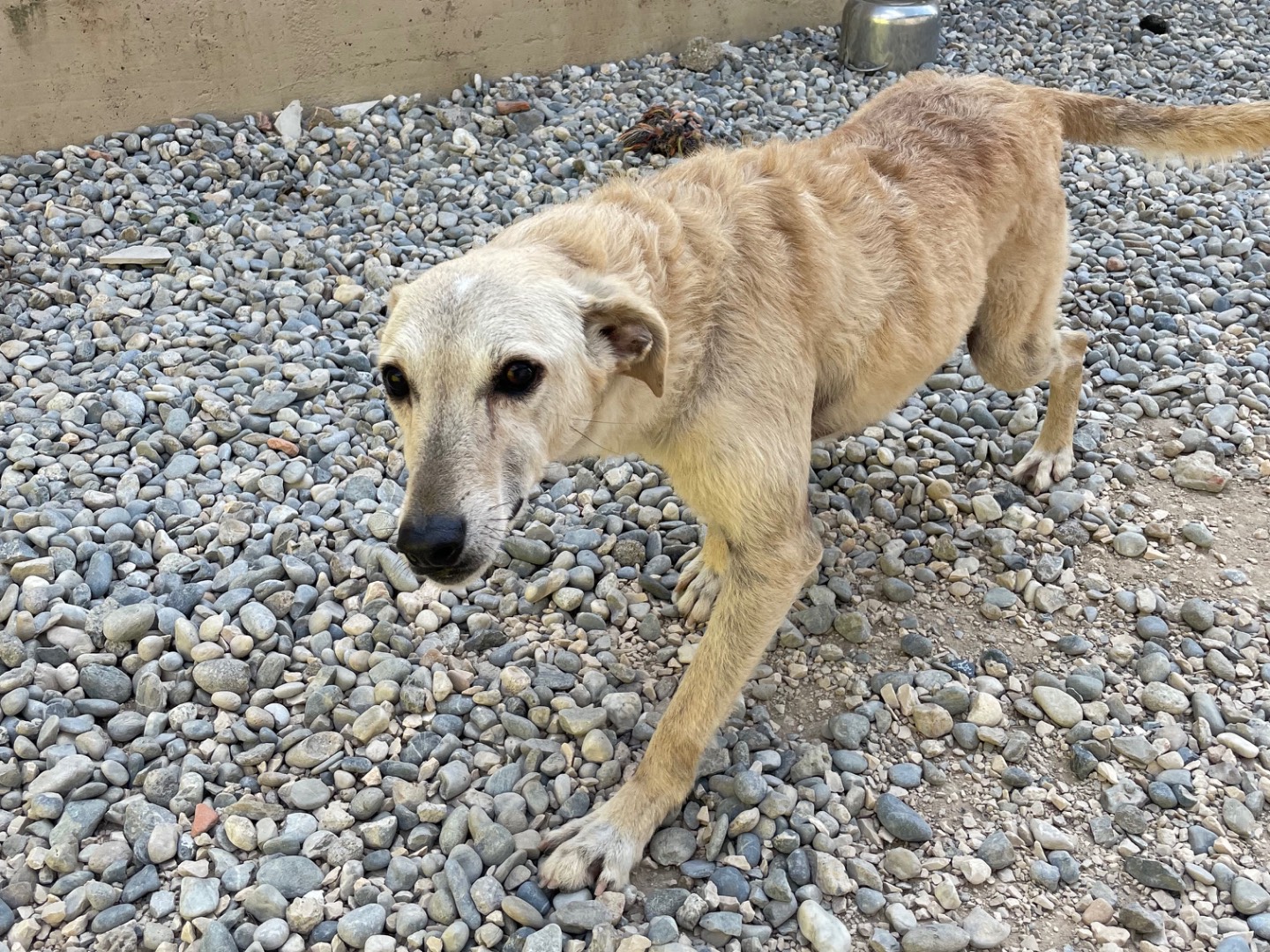 Adotta un cane, femmina, 3 anni  e 1 mese, Brescia