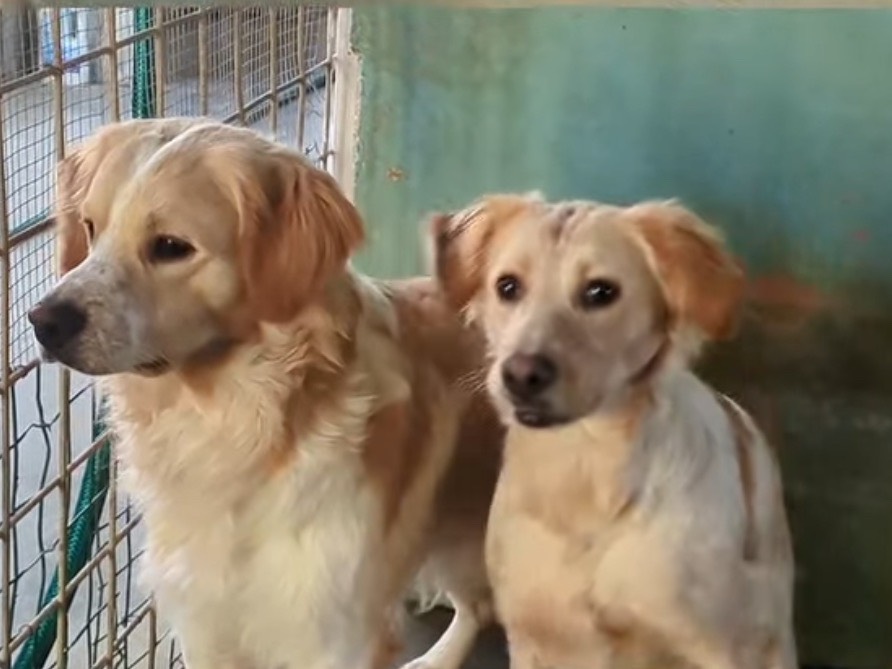 Adotta un cane, maschio, 1 anno e 1 mese, Brescia