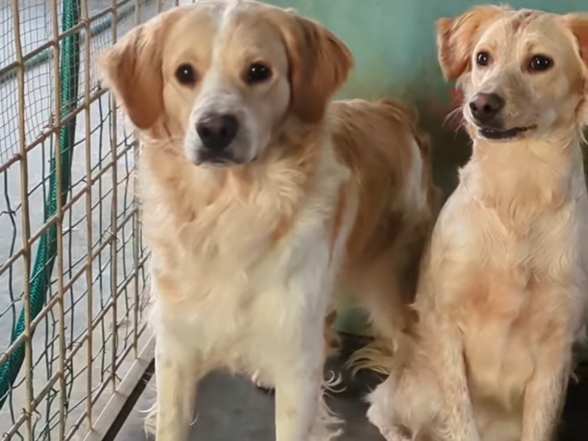 Adotta un cane, taglia piccola, maschio, Brescia