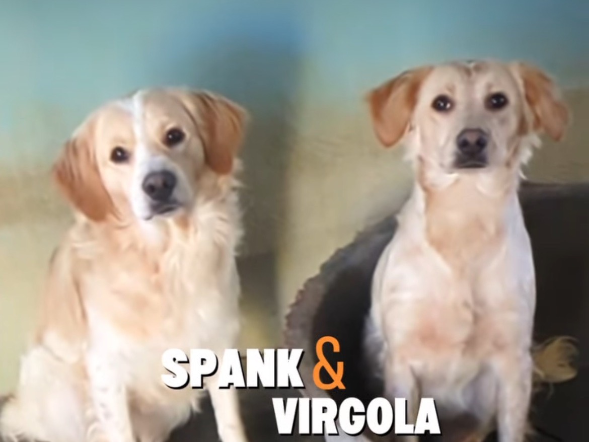 Adozione cane, femmina, Breton Razza sconosciuta, 1 anno e 1 mese, taglia piccola, Brescia