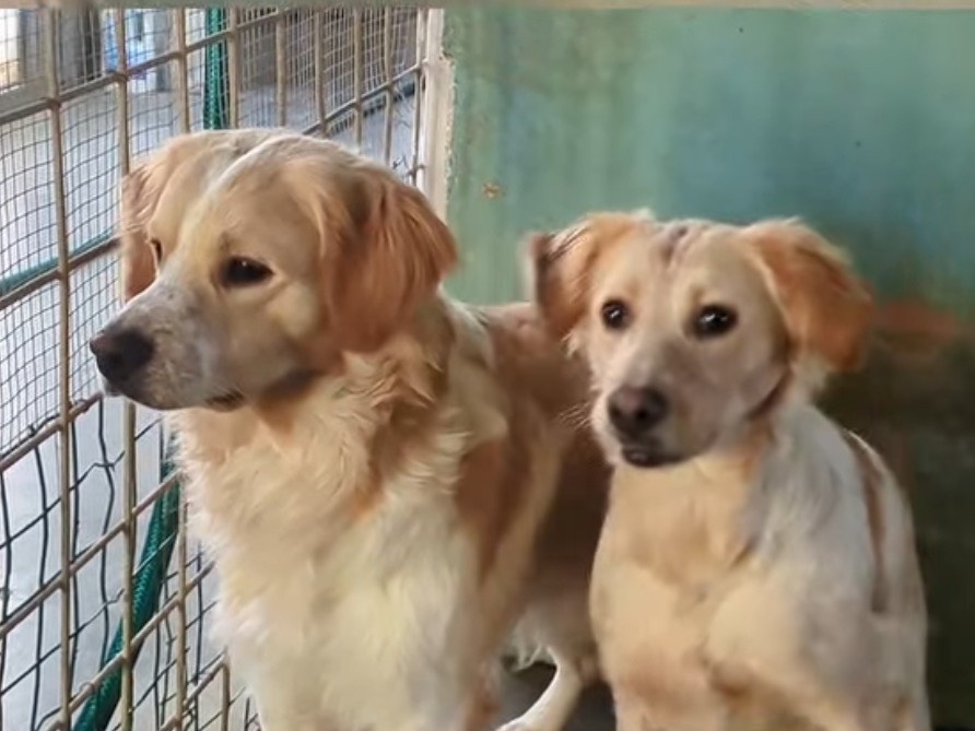 Adotta un cane, femmina, 1 anno e 1 mese, Brescia