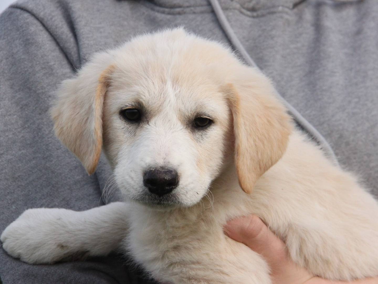 Adotta un cane, femmina, 4 mesi, Piacenza