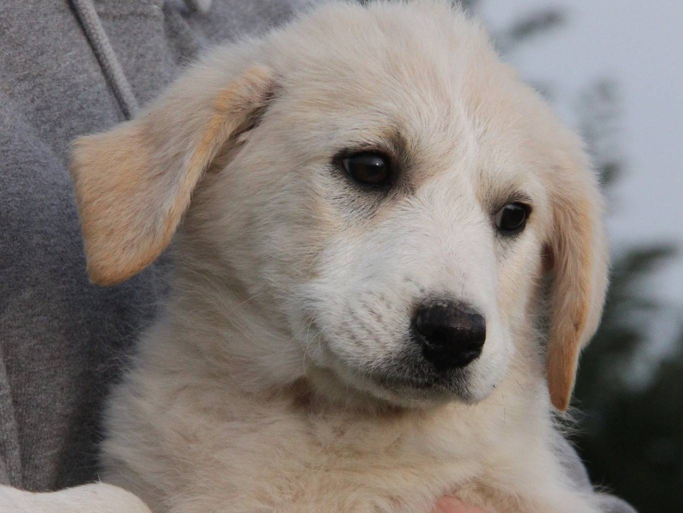 Adotta un cane, taglia media, femmina, Piacenza