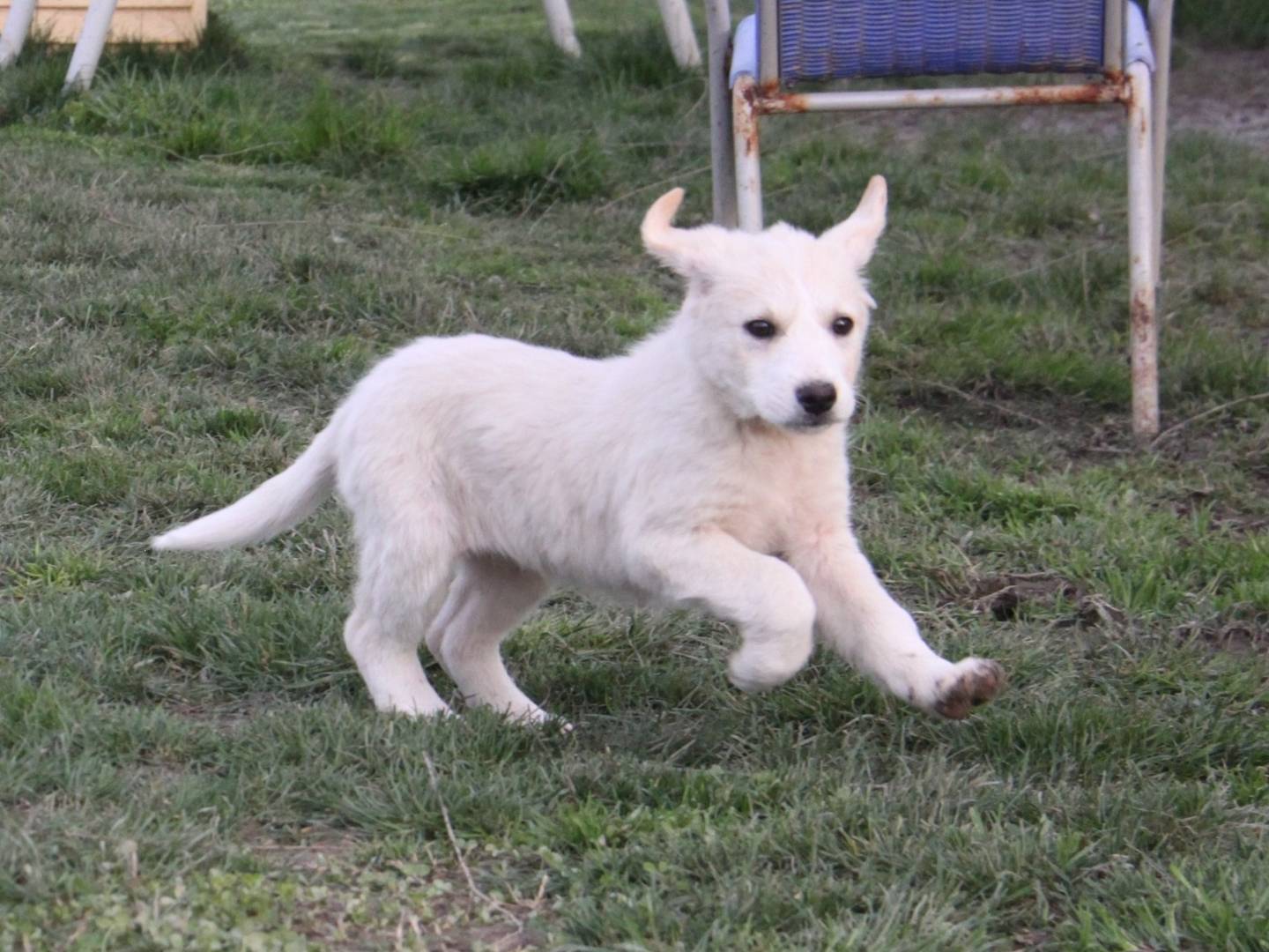 Vuoi adottare un cane a Piacenza?