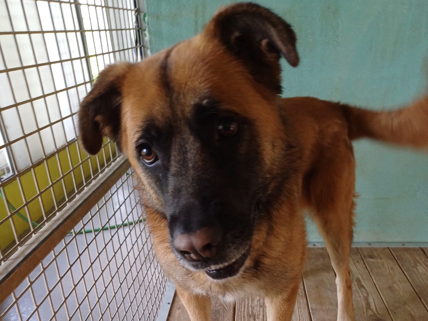Adotta un cane, femmina, 3 anni  e 5 mesi , Brescia