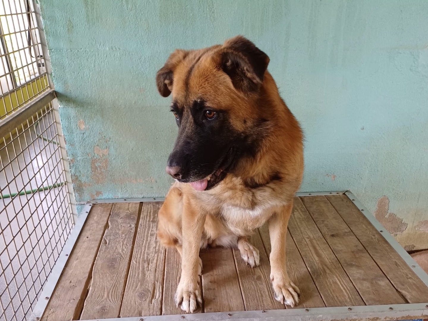 Adotta un cane, taglia media, femmina, Brescia