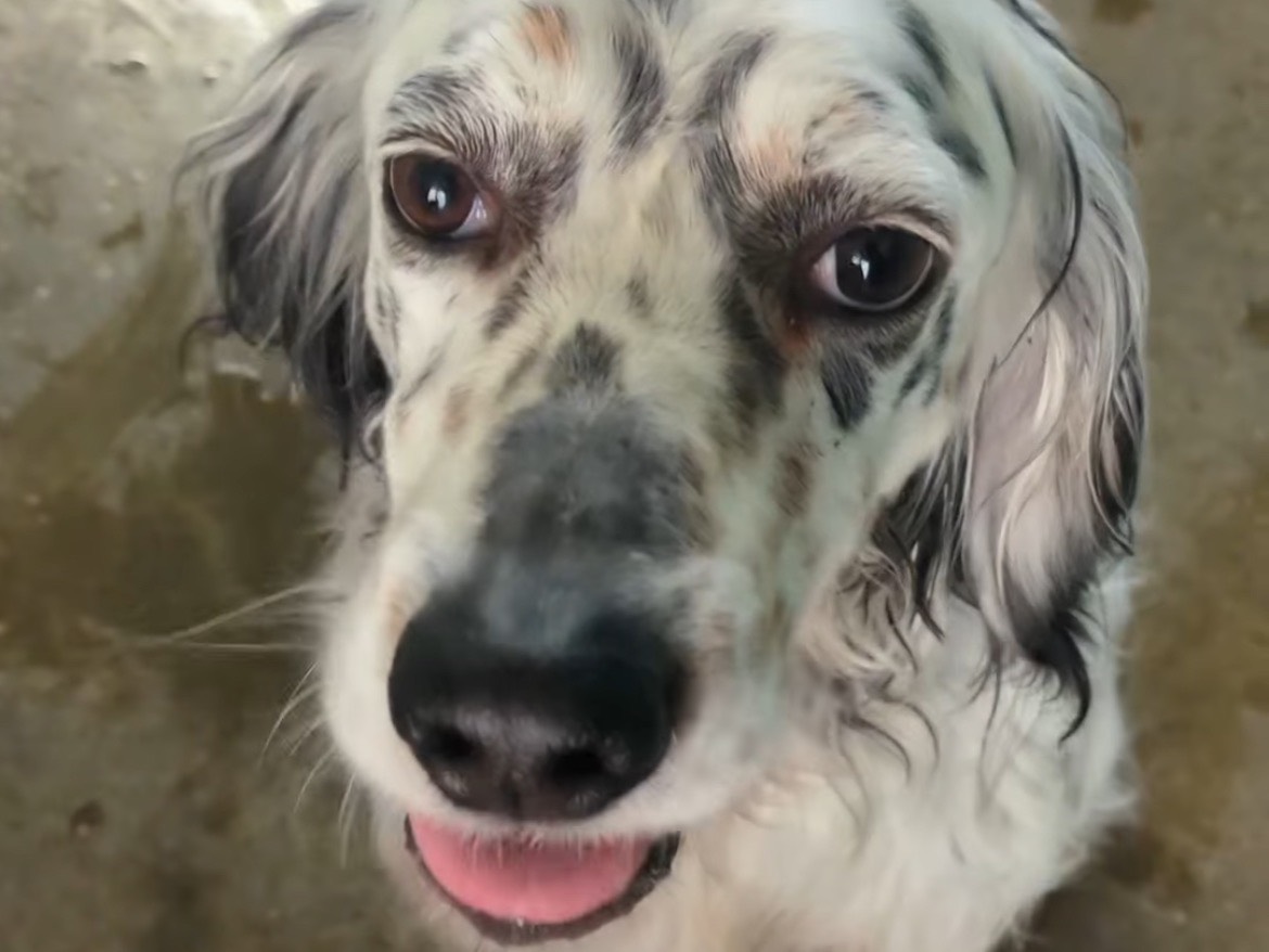 Adozione cane, maschio, Setter Inglese Razza sconosciuta, 5 anni  e 9 mesi , taglia media, Brescia
