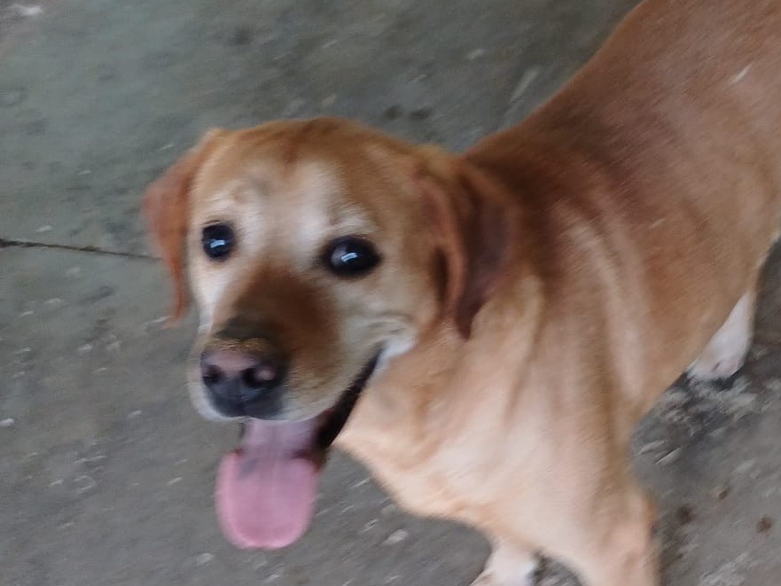 Adozione cane, maschio, Razza sconosciuta Razza sconosciuta, 10 anni , taglia piccola, Brescia