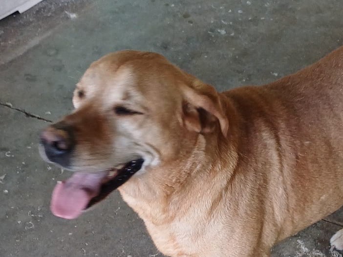 Adotta un cane, maschio, 10 anni , Brescia