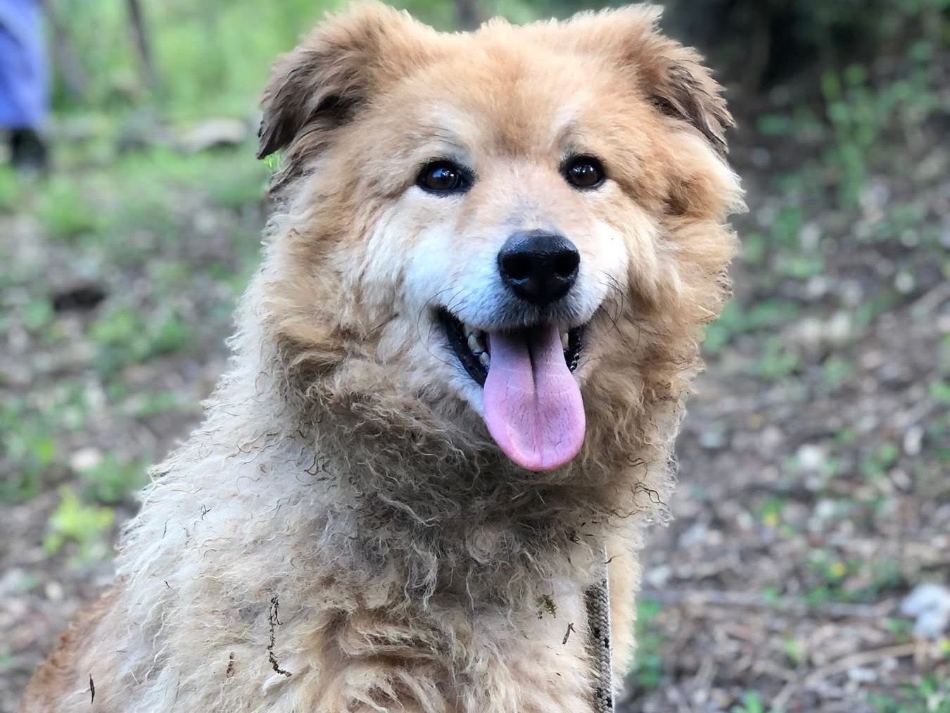Adozione cane, maschio, Razza sconosciuta Razza sconosciuta, 7 anni e 5 mesi, taglia media, Latina