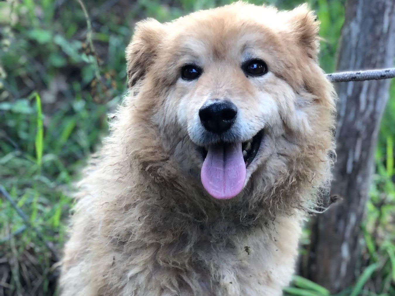 Adotta un cane, maschio, 7 anni e 5 mesi, Latina