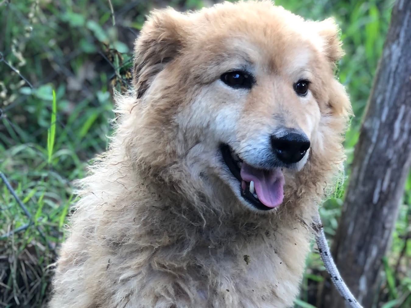 Adotta un cane, taglia media, maschio, Latina