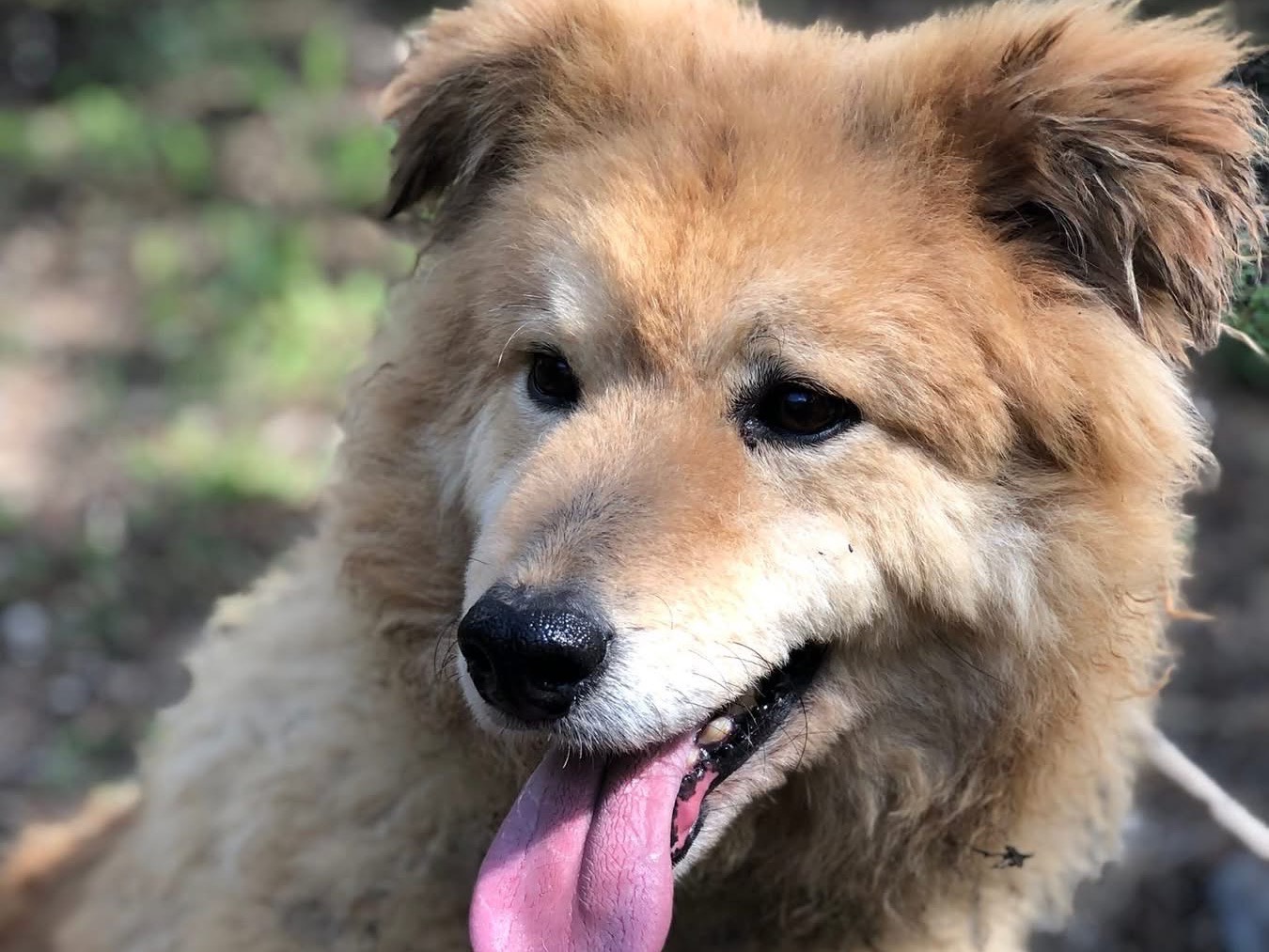 Vuoi adottare un cane a Latina?