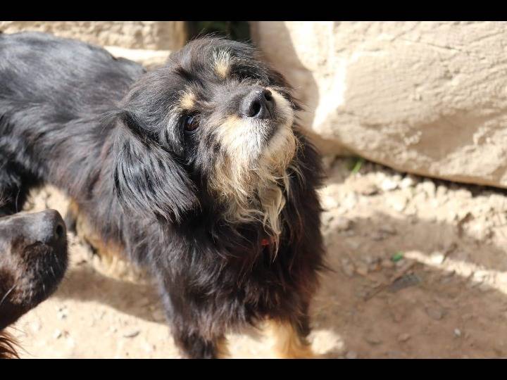 Foto dell'animale