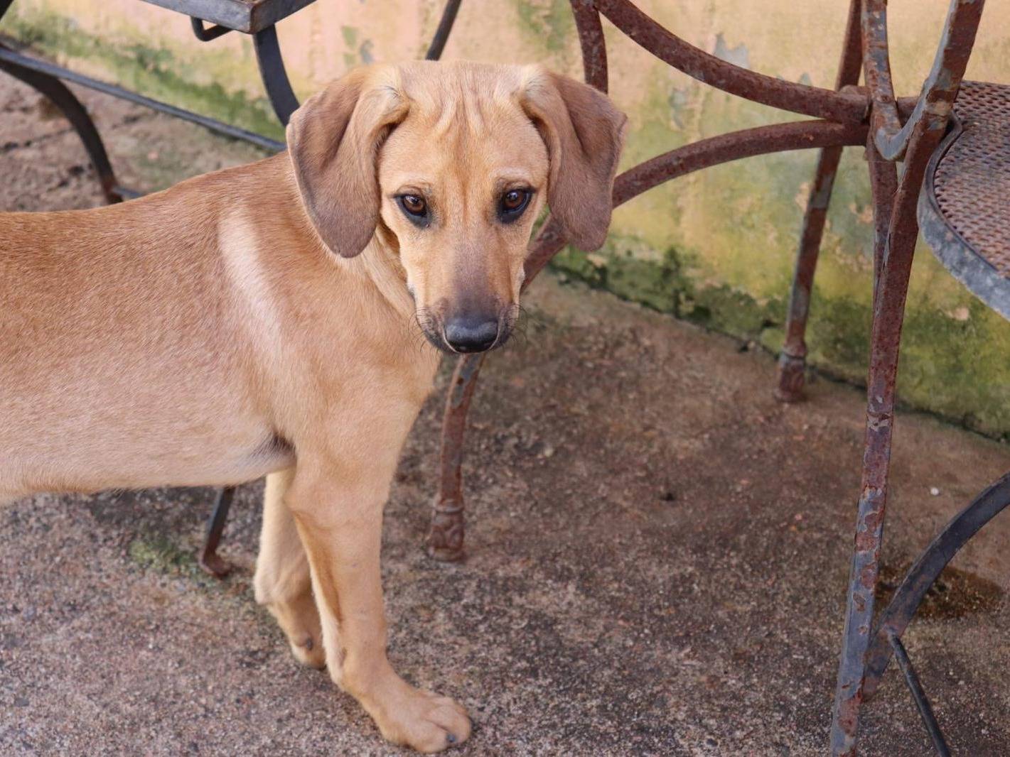 Foto dell'animale