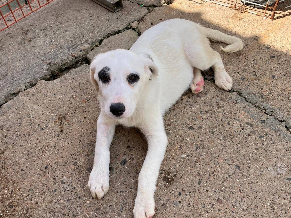 Adotta un cane, femmina, 6 mesi, Cagliari