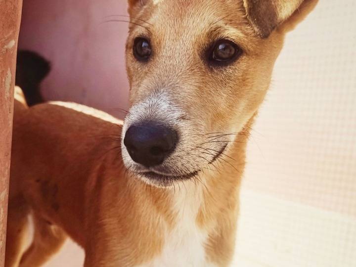Adotta un cane, maschio, 4 mesi, Cagliari