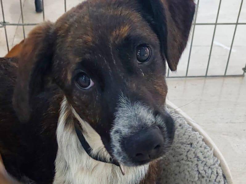 Foto dell'animale