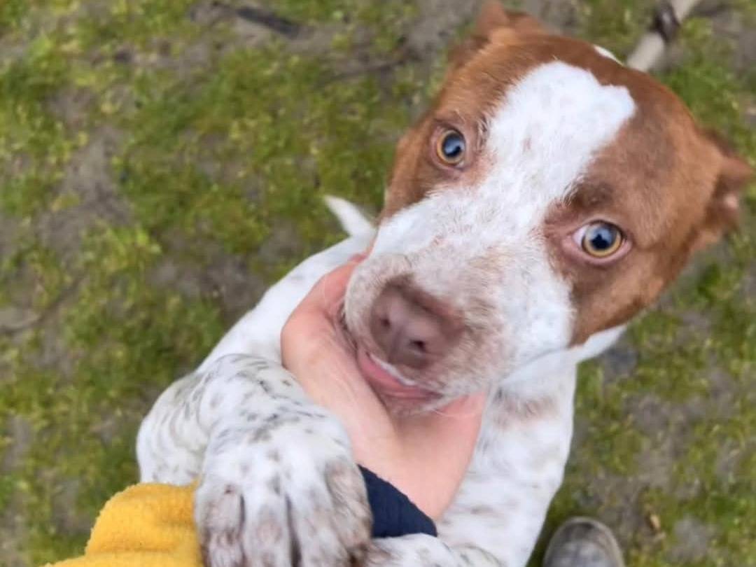 Adozione cane, femmina, Pitbull Razza sconosciuta, 5 mesi, taglia media, Torino