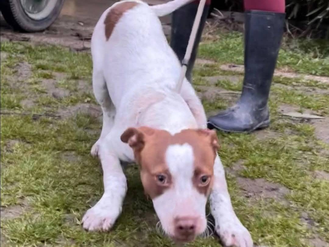 Adotta un cane, femmina, 5 mesi, Torino