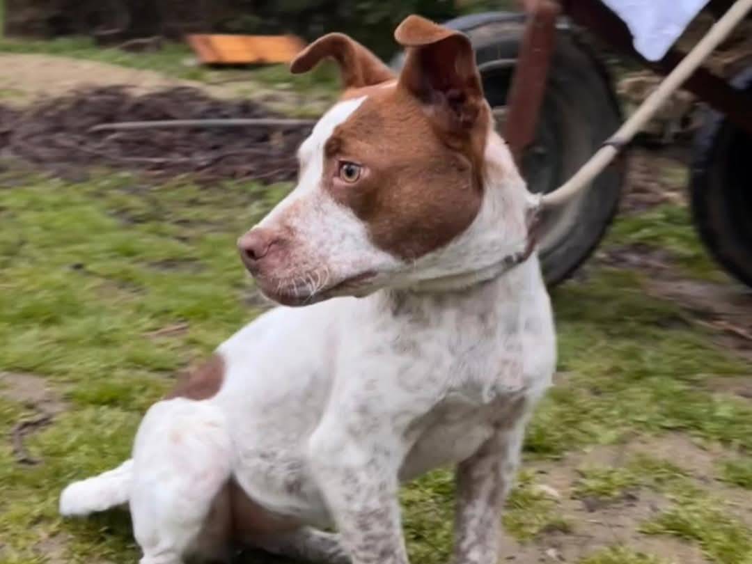 Vuoi adottare un cane a Torino?