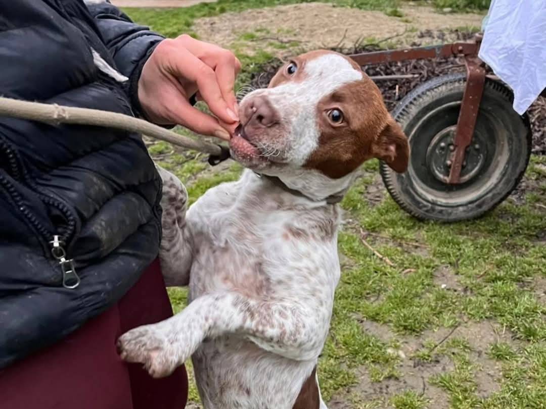 Adotta il cane Kora a Torino