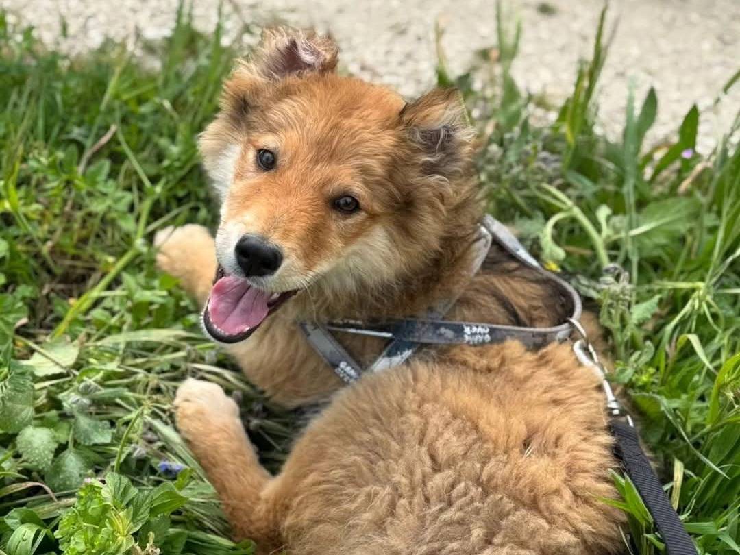 Adotta un cane, femmina, 5 mesi, Torino