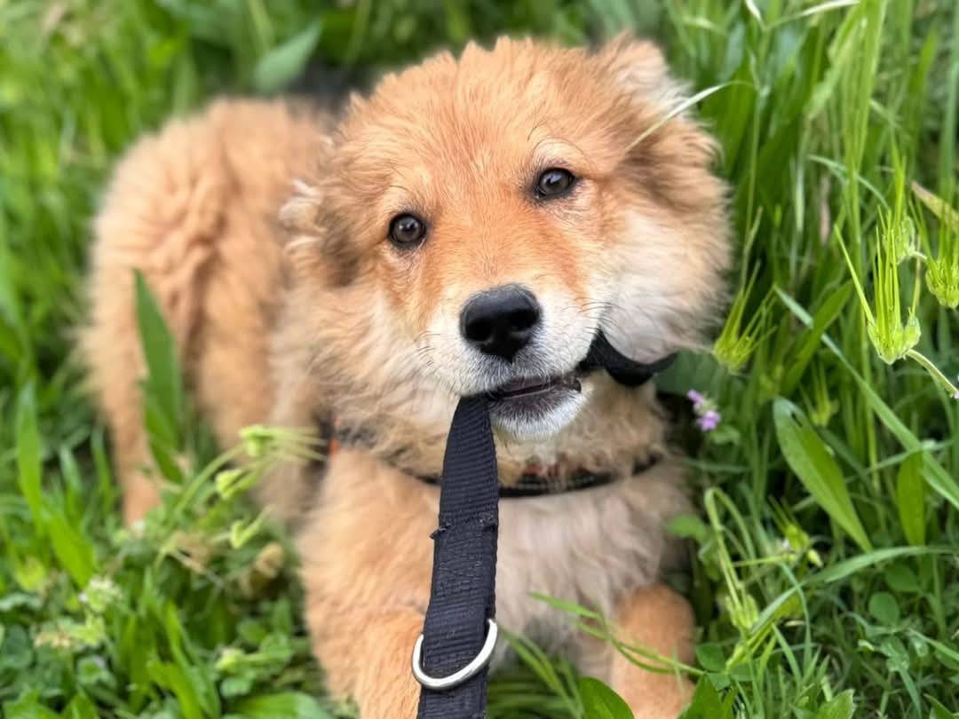 Adotta un cane, taglia grande, femmina, Torino