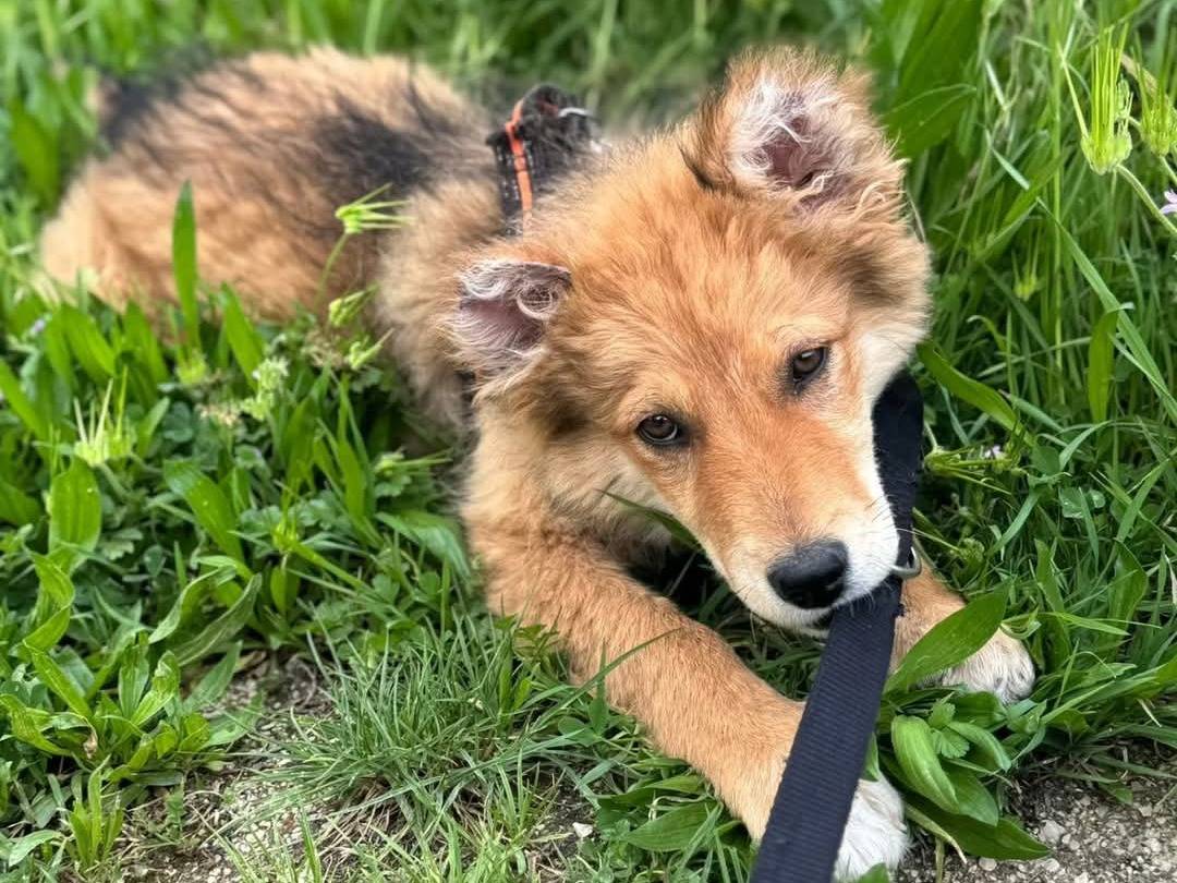 Vuoi adottare un cane a Torino?