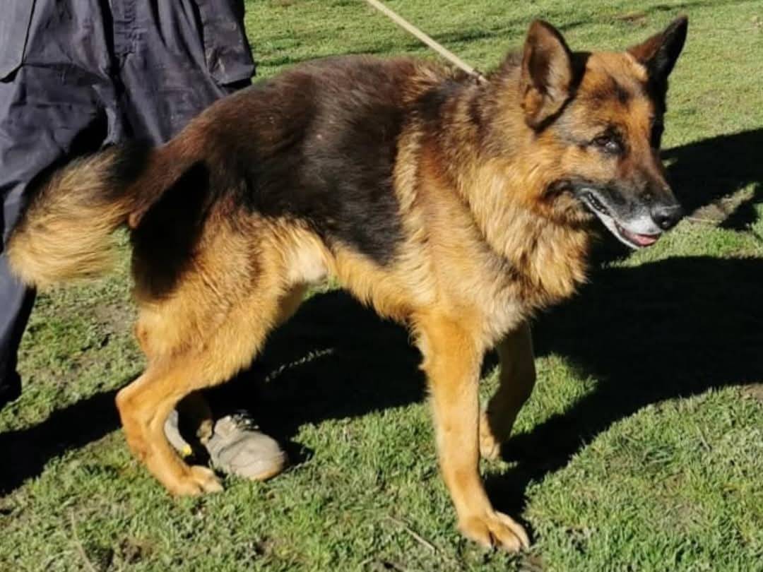 Adotta un cane, maschio, 6 anni  e 11 mesi , Torino