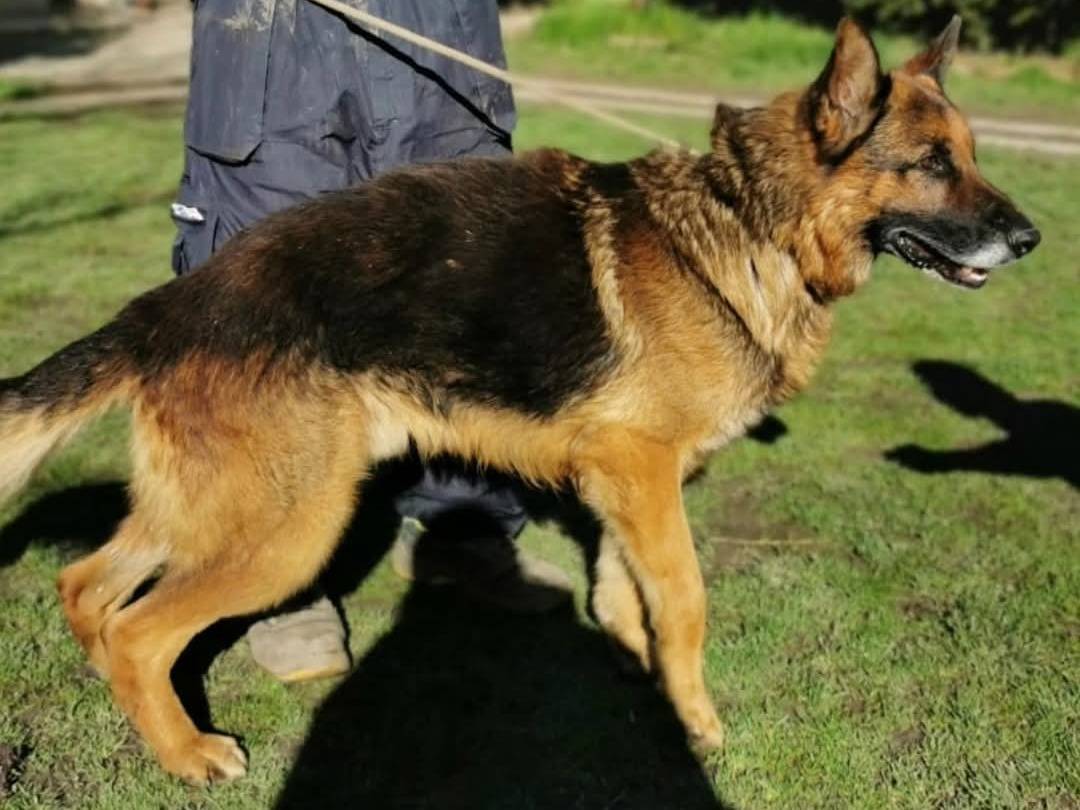 Adotta un cane, taglia grande, maschio, Torino