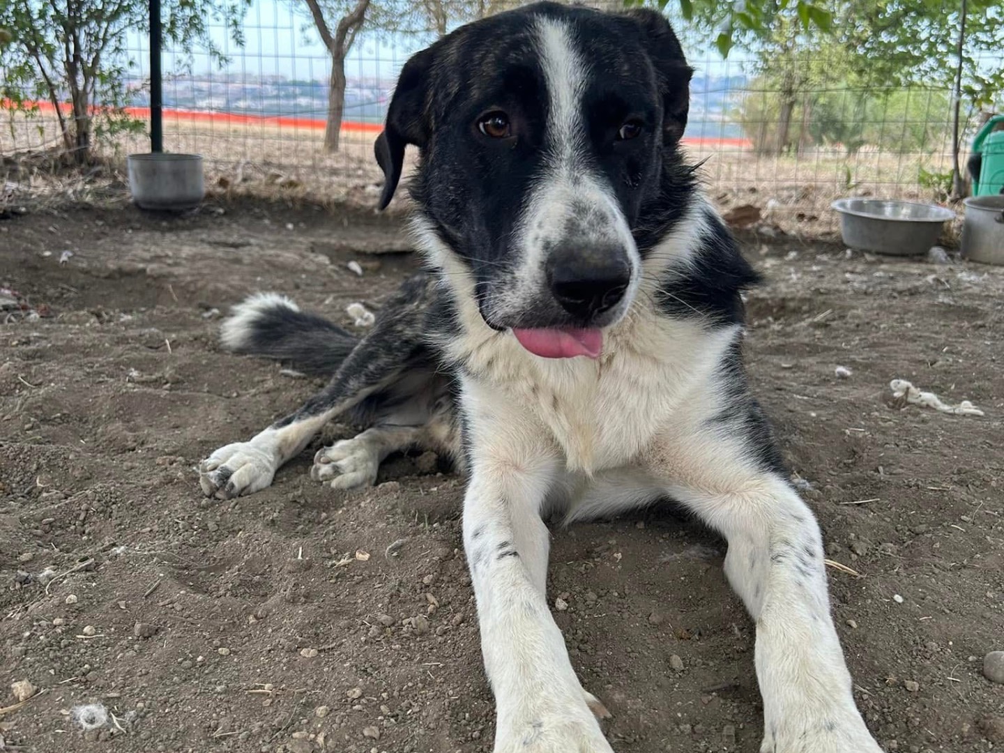 Adotta un cane, maschio, 2 anni  e 1 mese, Matera