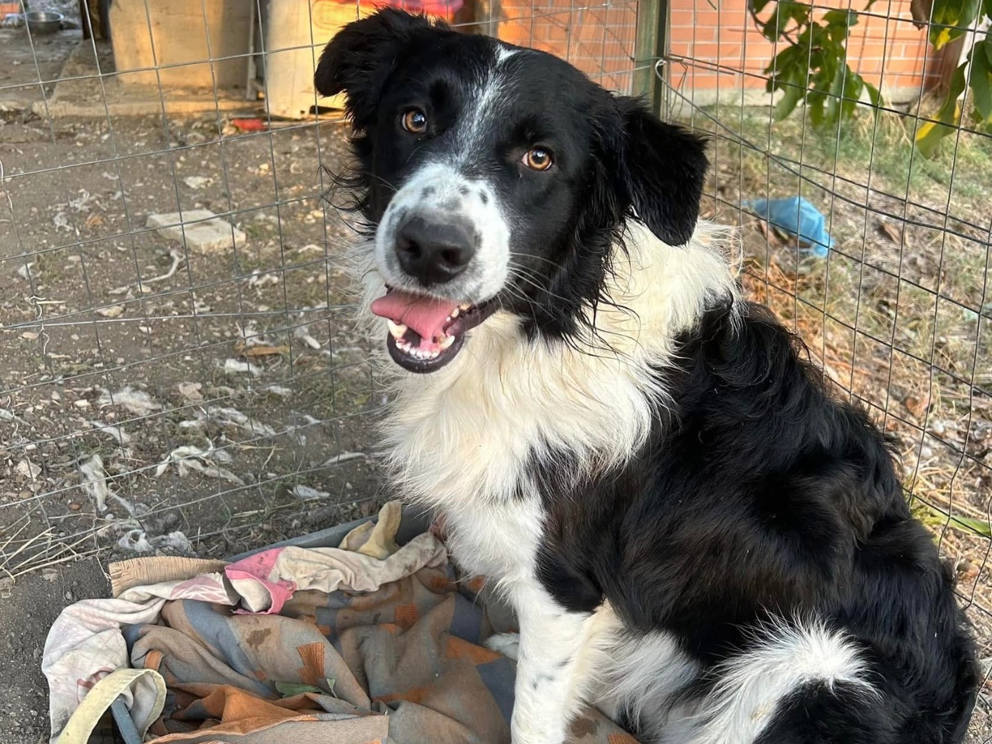 Foto dell'animale