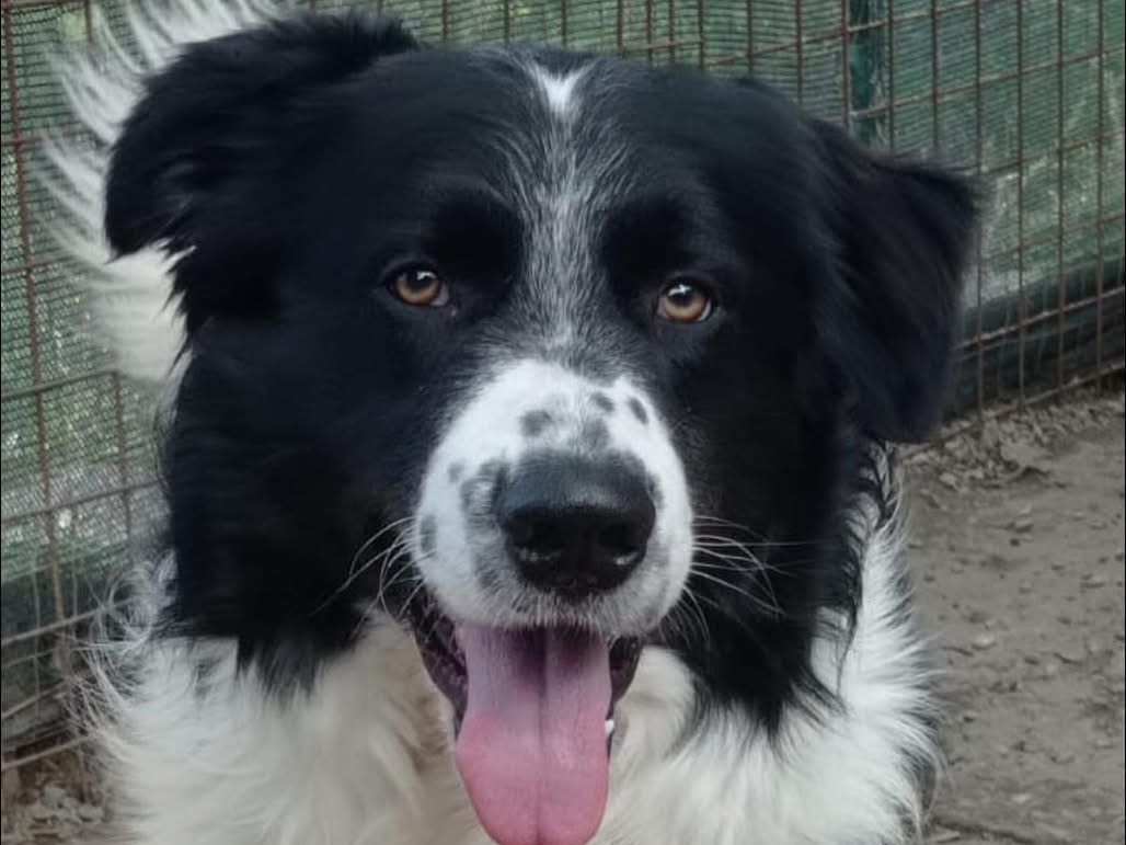 Adotta un cane, maschio, 2 anni  e 2 mesi , Matera