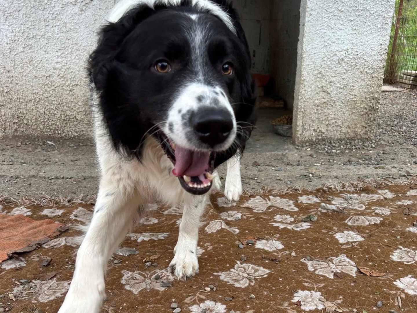 Adotta un cane, taglia gigante, maschio, Matera