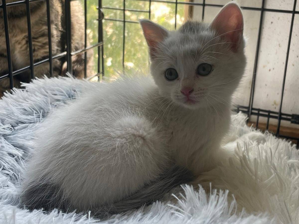 Adotta un gatto, femmina, 1 mesi, Bari