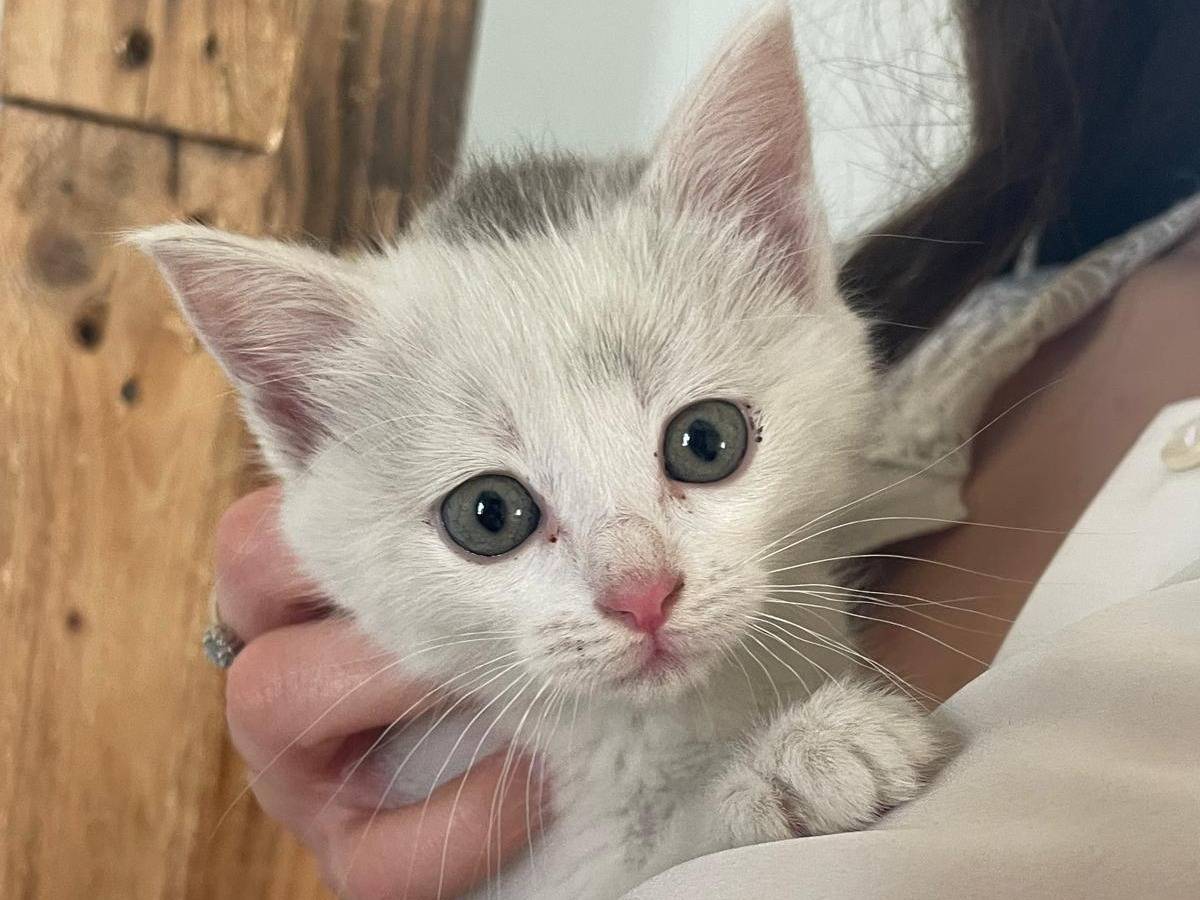 Adotta un gatto, taglia non valida, femmina, Bari