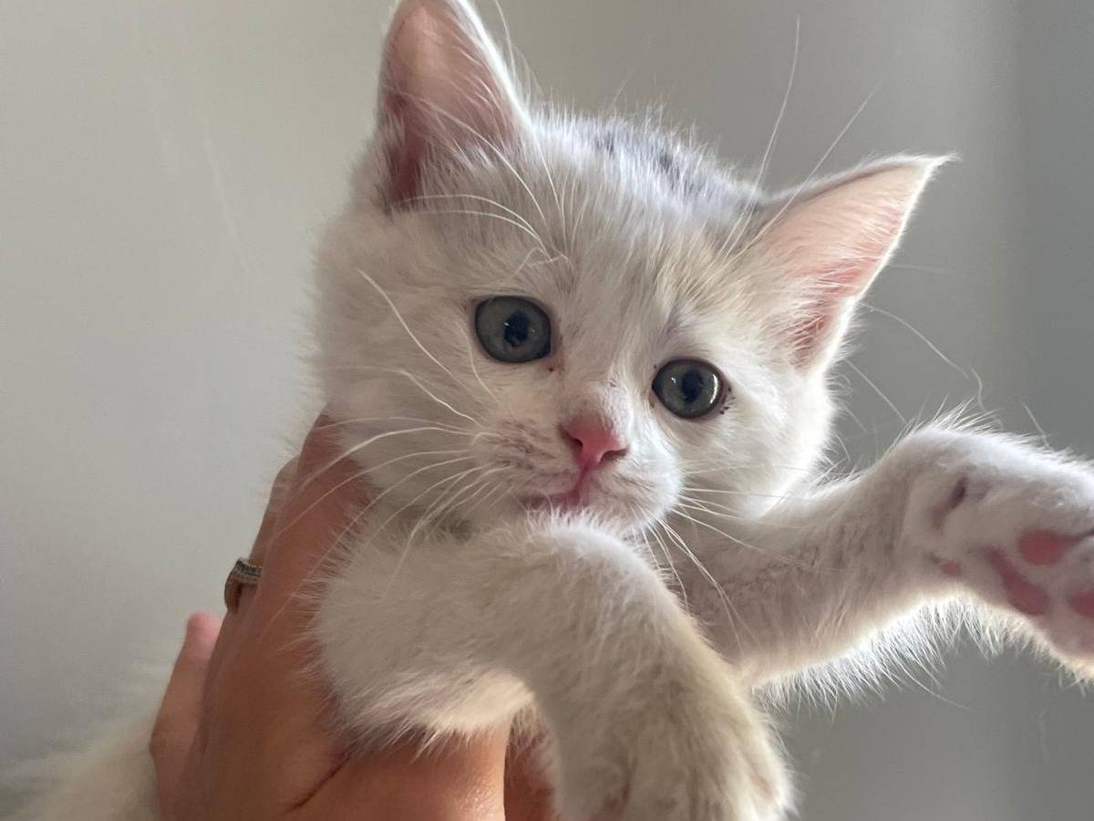 Vuoi adottare un gatto a Bari?