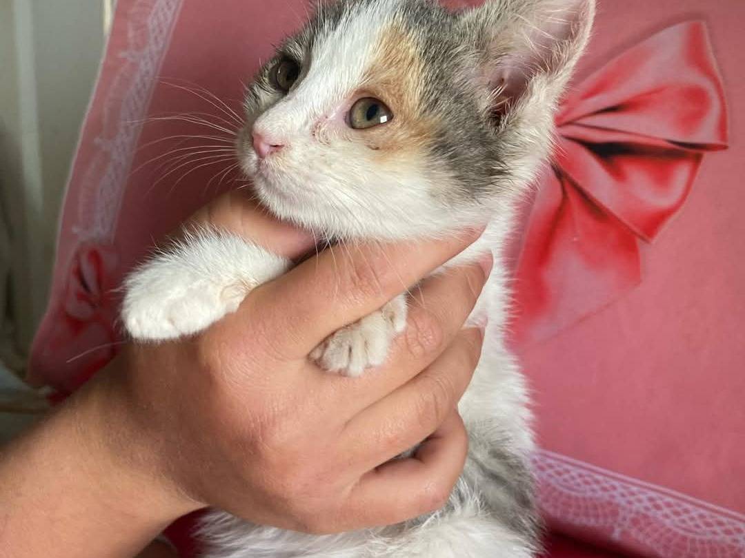 Adotta un gatto, femmina, 2 mesi, Bari