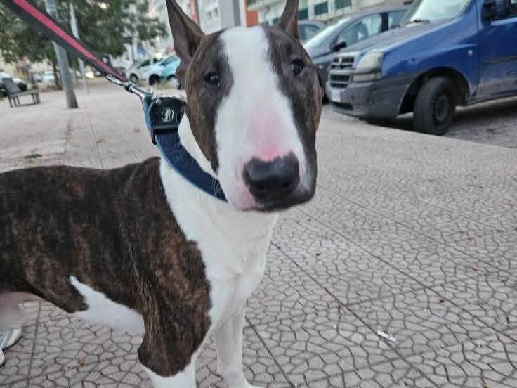 Foto dell'animale
