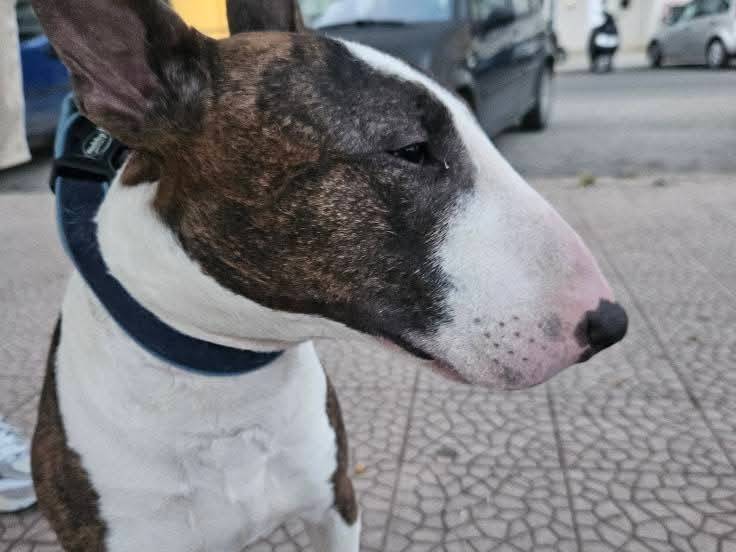 Adotta un cane, maschio, 3 anni  e 10 mesi , Bari