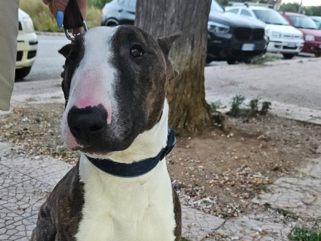 Adotta un cane, taglia media, maschio, Bari