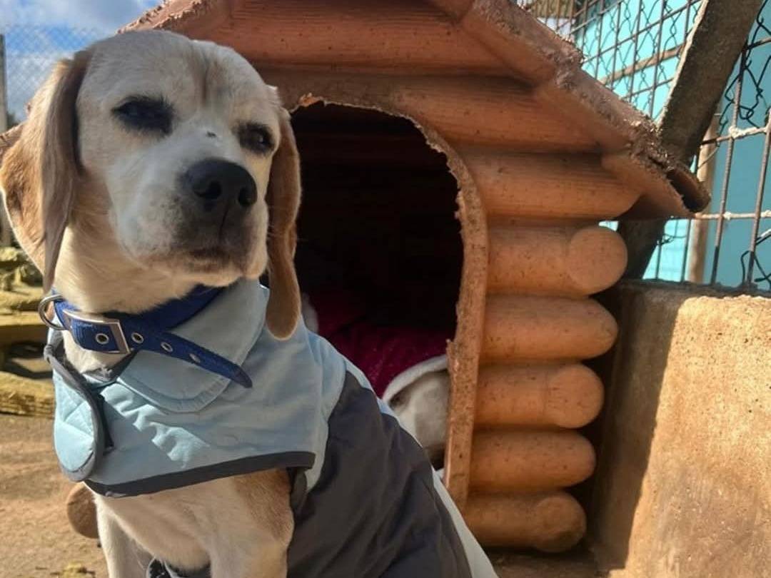 Adozione cane, maschio, Beagle  Razza sconosciuta, 12 anni , taglia media contenuta, Bari