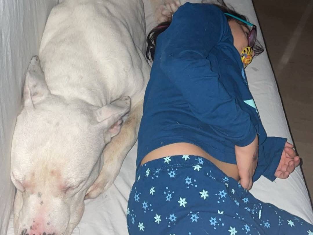 Adotta un cane, maschio, 2 anni  e 2 mesi , Bari