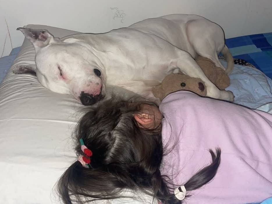 Adotta un cane, taglia media, maschio, Bari