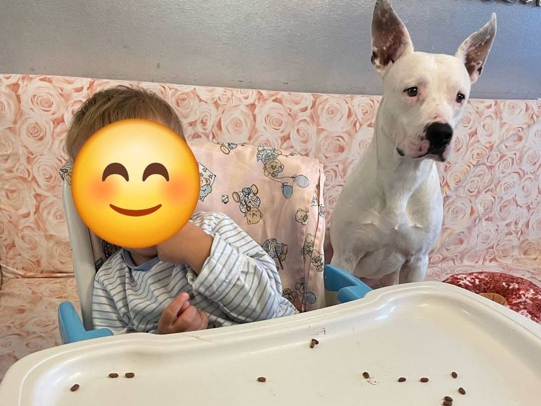 Vuoi adottare un cane a Bari?